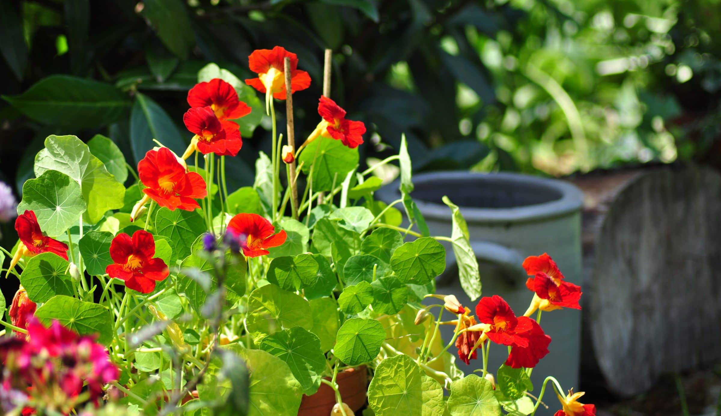 Blumen Frühjahrsmarkt
